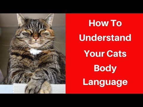 How To Understand Your Cats Body Language | Cats Talk To Humans All The Time!