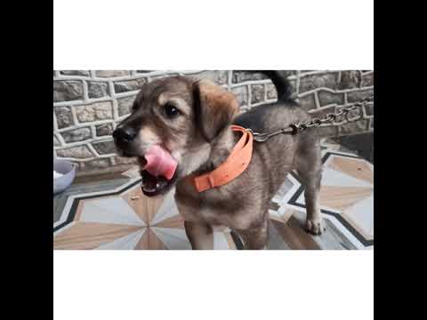 🐶 Dog Love | Uttara Karnataka |Bijapur