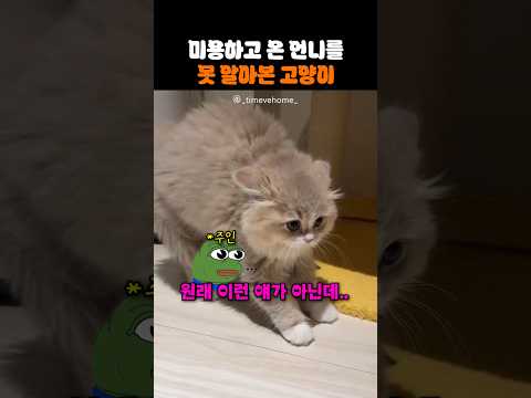 미용하고 온 언니를 못 알아본 고양이