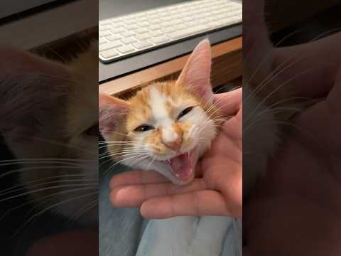 子猫が熱中症対策を呼びかけてます☀️  #猫 #cat  #shorts