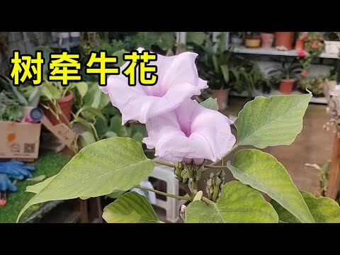 牽牛花風水