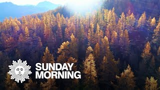 Fall foliage season: Time for &quot;Larch Madness&quot;