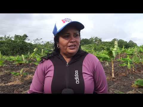 Chequean autoridades de #LasTunas avances de la producción de alimentos en Jesús Menéndez