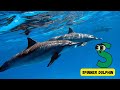 ABC Dolphins Song For Kids Fun Alphabet Learning With Dolphins Phonics Ocean Adventure Abcd