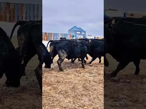 The raw power behind these bulls is amazing.  #amazing #bull #cow