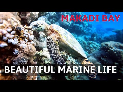 PADI Bubblemaker