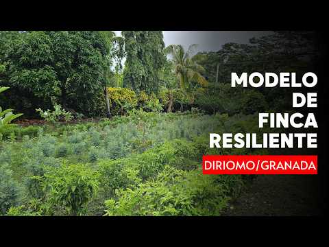 Modelo de finca resiliente en el municipio de Diriomo, departamento de Granada #CulturAgroTV