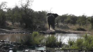 Elephant show Lions who is the Boss in the Jungle at water hole