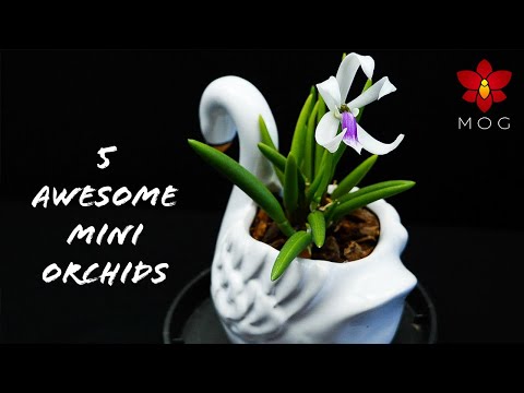 5 awesome Mini Orchids you should know about!