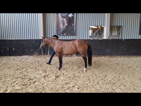 2024 APHA PAC World eshow Ranch Conformation  Merlin dd gunners