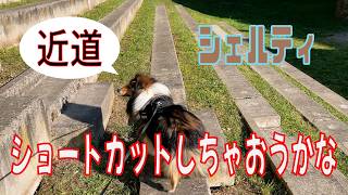 【シェルティ】ショートカットしちゃおうかな【フランス田舎暮らし🇫🇷】#犬の散歩 #賢い犬 #犬のいる暮らし #マイペースな犬