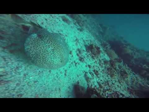 Electric ray stunning a fish - Khasab, Musandam