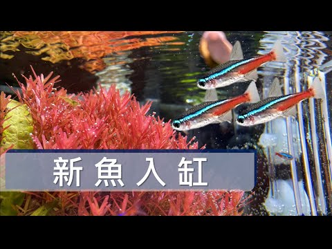 日光燈魚