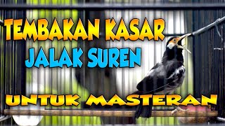 Download lagu MASTERAN TEMBAKAN KASAR JALAK SUREN mp3 Download lagu MASTERAN TEMBAKAN KASAR JALAK SUREN mp3