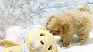 ハーフ犬の動画01
