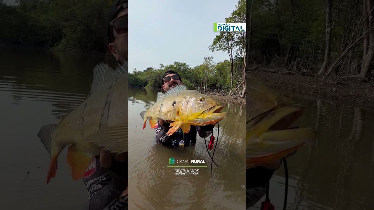 Tucunaré de 76 cm impressiona durante pescaria no rio Camaiu