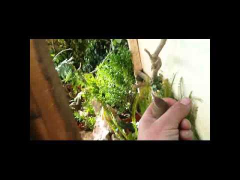 Introducing female common nightingale to a male common nightingale