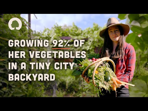 Urban Abundance: City Permaculture Food Forest Thrives!