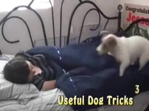 How is dog is working