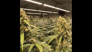 2022 the best led grow lights for cannabis growing