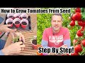 How To Grow Tomatoes At Home From Seeds