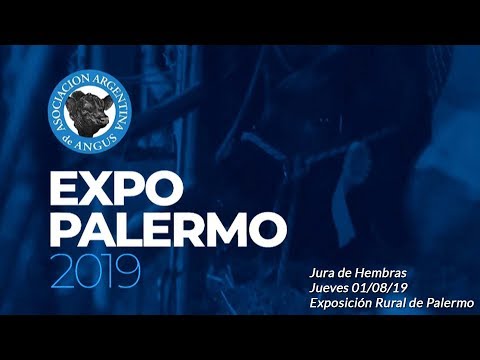 01-08-19 - Jura de Hembras A.Angus (02) - Palermo 2019