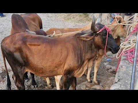 tiangue de Santa Rosa de Lima, La Unión Norte