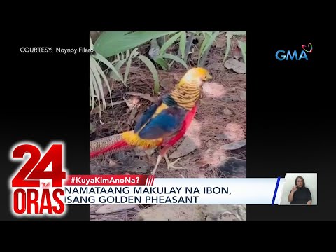 24 Oras Part 3: Legit ang Ibong Adarna?; lagay ng panahon; nakursunadahan kaya sinaksak ng…, atbp.