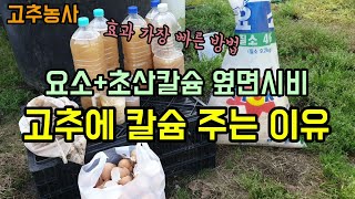 고추농사 고추에 요소와 칼슘 옆면시비 고추에 칼슘 주는 이유 요소와 초산칼슘 희석배수