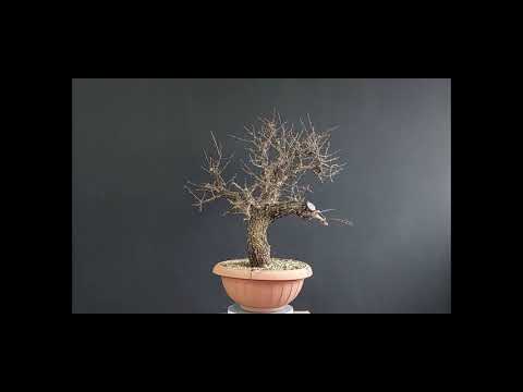 Bonsai Crataegus #10, Stage #1. How to make Bonsai. Repotting Bonsai.