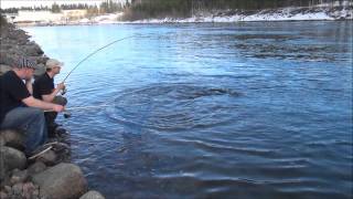 preview picture of video 'Fishing salmon River Luleå, Boden, Swedish Lapland Sweden (Laxfiske i Luleälen)'