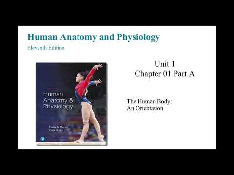 Anatomy and Physiology Chapter 1 The Human Body An Orientation Part A
