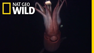 Squid: The Deep Sea Devils | Deep Sea Killers