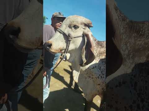 San Rafael Cedros🤠 #viralvideo #cow #enbuscadelosmejoresprecios #crianzadeganado