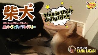 【英語と日本語で実況】柴犬エルヴィスとプレスリー【ちゅっちゅする柴犬】【Narration in English】Shiba inu Elvis and Presley