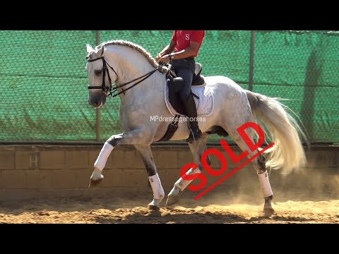 *SOLD* Advanced Andalusian PRE Stallion 2014 | #MP209