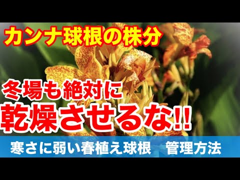 カンナの越冬: 寒い季節をこうして生き抜く 植物