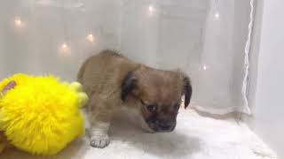 ハーフ犬の動画01