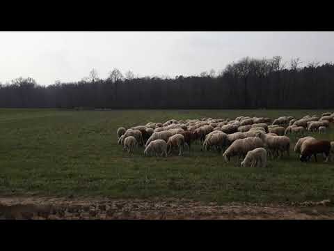 La bellezza maestosa della Campagna assieme al greggie di mille pecore...