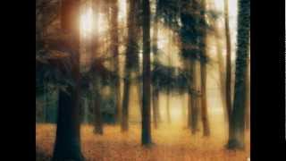 Ildiko Neer's Photographies