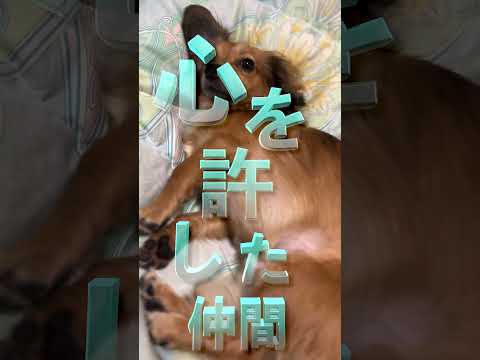 A must-see for people who sleep with their dogs! If your dog sleeps next to you, it means you're ...