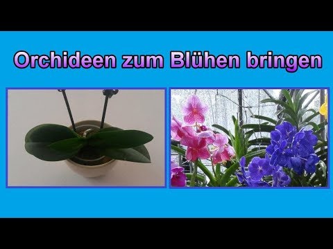 , title : 'Orchideen wieder zum Blühen bringen - Pflege Tipps / Orchidee blüht nicht mehr  – Was tun?'