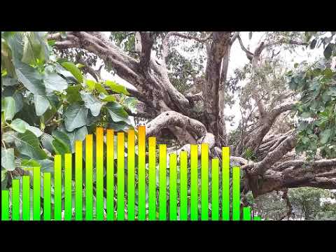 ምርጥ የጎንደር ባህላዊ ሙዚቃ-ኧረ ገዳሙ