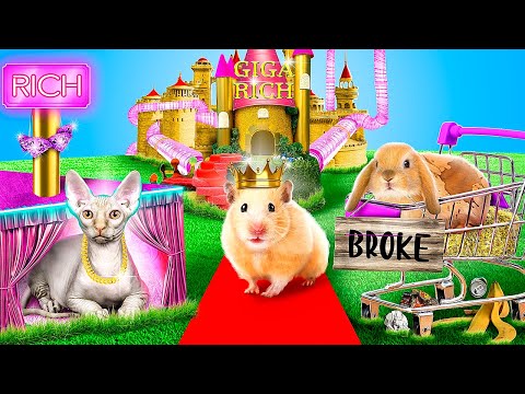 We're Building a Secret Pet Room! Rich Dog vs. Poor Cat