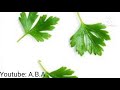 Amfanin Parsley By Dr Abdulwahab Abubakar Gwani Bauchi ABAMagungunaAmusulunci