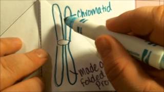 Cell Cycle Notes foldable style Cell Cycle Notes foldable style