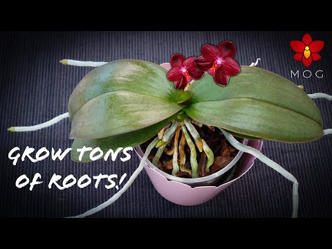 How to Promote Healthy New Roots on Phalaenopsis & other Orchids! - Orchid Care for Beginners