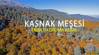 KASNAK MEŞESİ TABİATI KORUMA ALANI