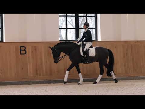 Follow Him´s Schönweide Hengstpräsentation 2022