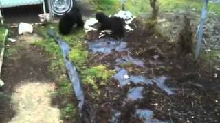 Nightshade & Belladonna outside